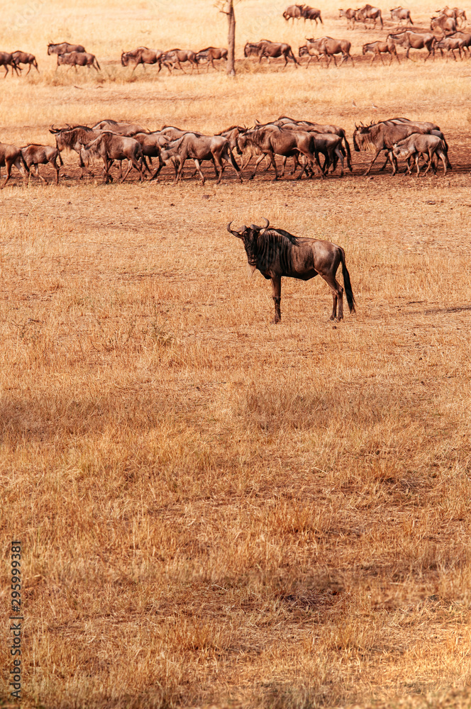 Herd of African wildebeest in grass meadow of Serengeti Savanna - African Tanzania Safari trip Herd of African wildebeest in grass meadow of Serengeti Savanna - African Tanzania Safari trip