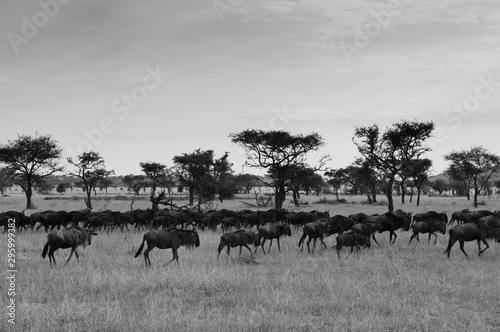 Herd of African wildebeest in grass meadow of Serengeti Savanna - African Tanzania Safari trip. Black and white
