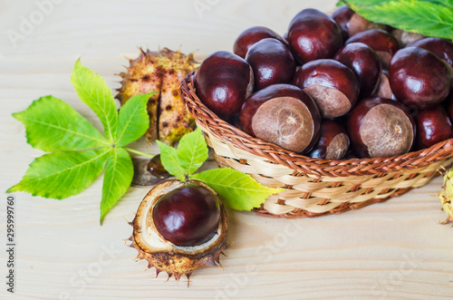 fresh inshell chestnuts in basket with green and yellow leaves on wooden background. traditional dishes for christmas and halloween. Horse, Aesculus hippocastanum. copy space. autumn composition