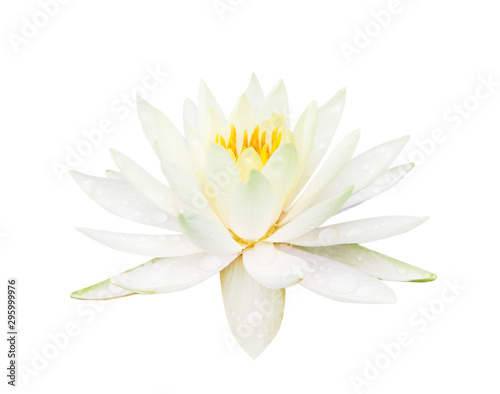 Close up single sweet yellow lily lotus flowers blooming with water drops isolated on white background , clipping path © Amphawan