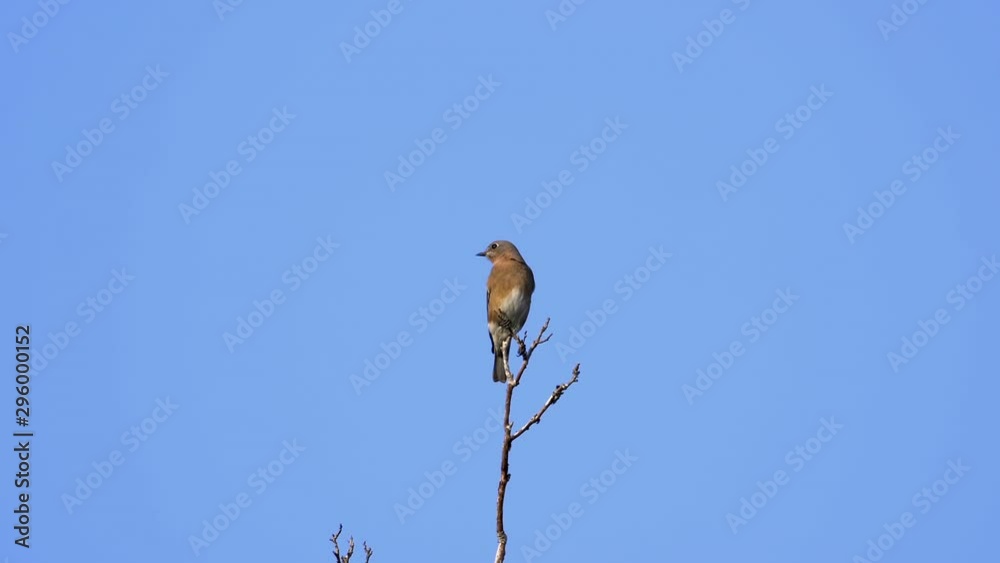 A brown and white colored thrush on a treetop with a blue sky background. 24 fps/25 sec. 40% speed. Clip 3 A brown and white colored thrush on a treetop with a blue sky background. 24 fps/25 sec. 40% speed. Clip 3