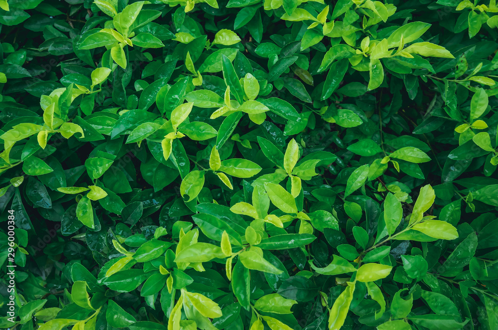 green leaves nature wall texture green leaves nature wall texture