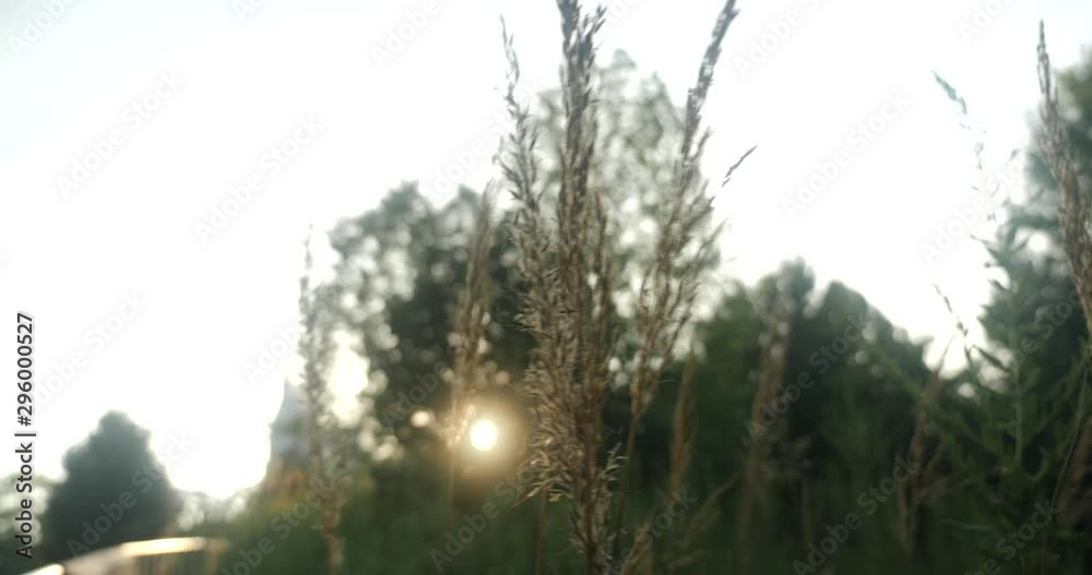 Grass with seeds at sunset in a city park Grass with seeds at sunset in a city park