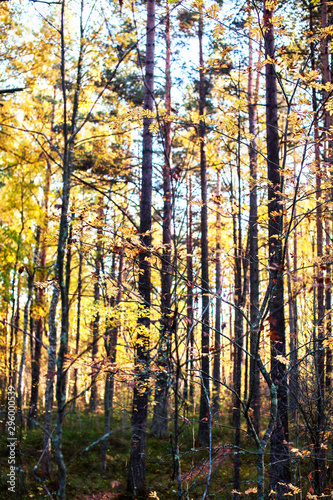 outdoor landscape seasonal, golden autumn wild forest