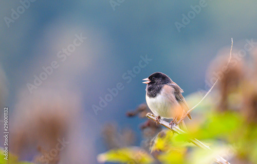 black eyed junco on black berries