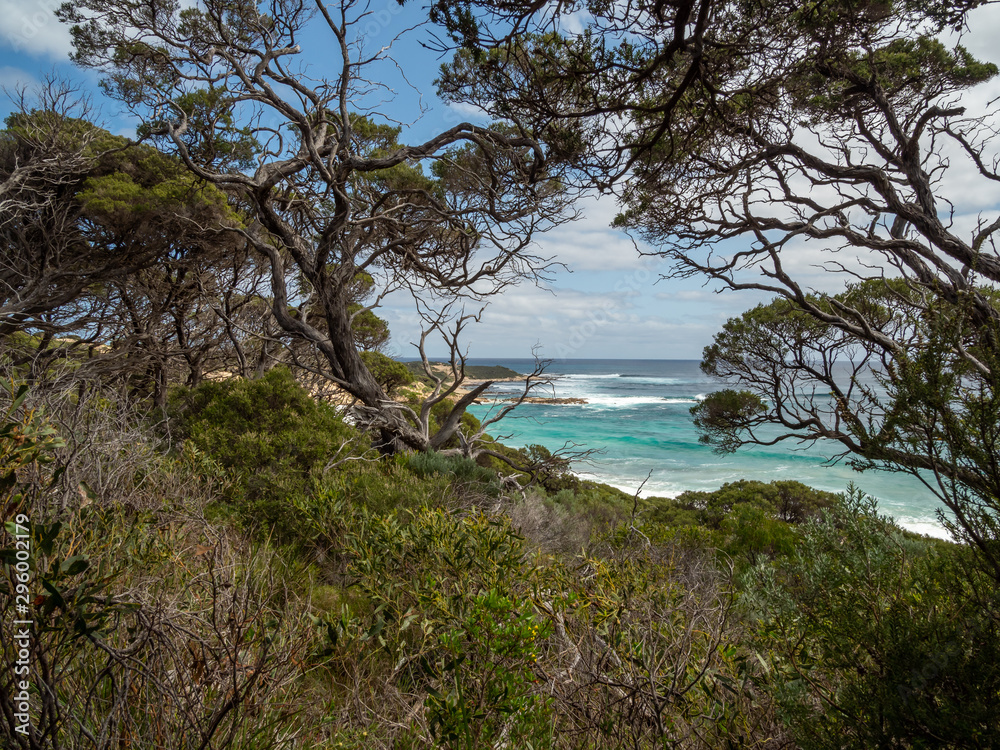 Coastal View Through Trees Western Australia