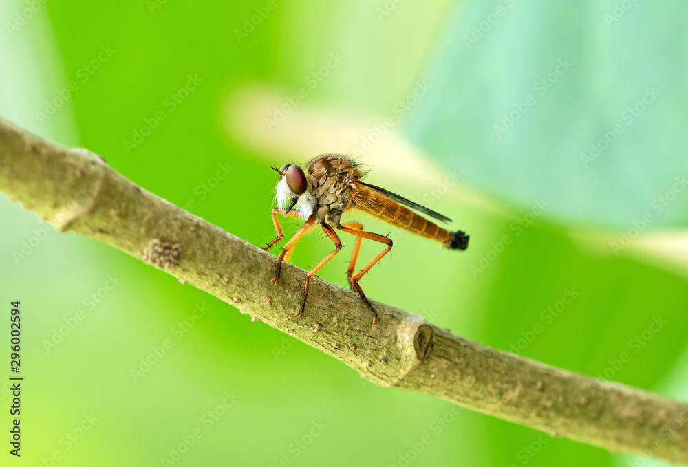 Close up Robber Fly on Branch Isolated on Blurry Background Close up Robber Fly on Branch Isolated on Blurry Background