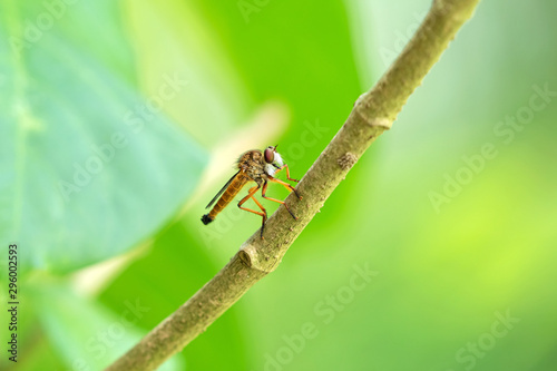 Close up Robber Fly on Branch Isolated on Blurry Background