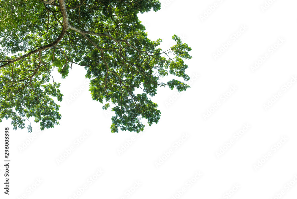 Green leaf texture ,nature green wood backgrounds. Green leaf texture ,nature green wood backgrounds.