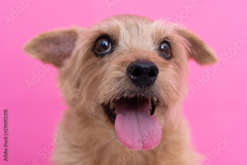 Norfolk Terrier dog against pink background