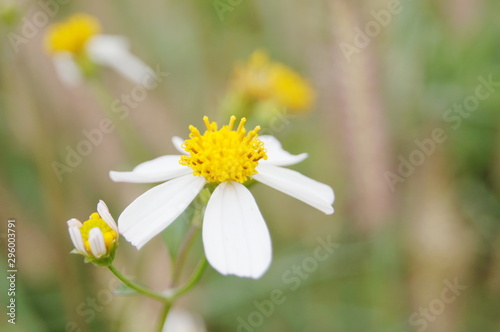 Spanish Needles, Biswna piloa linn. COMPOSTAE.  photo