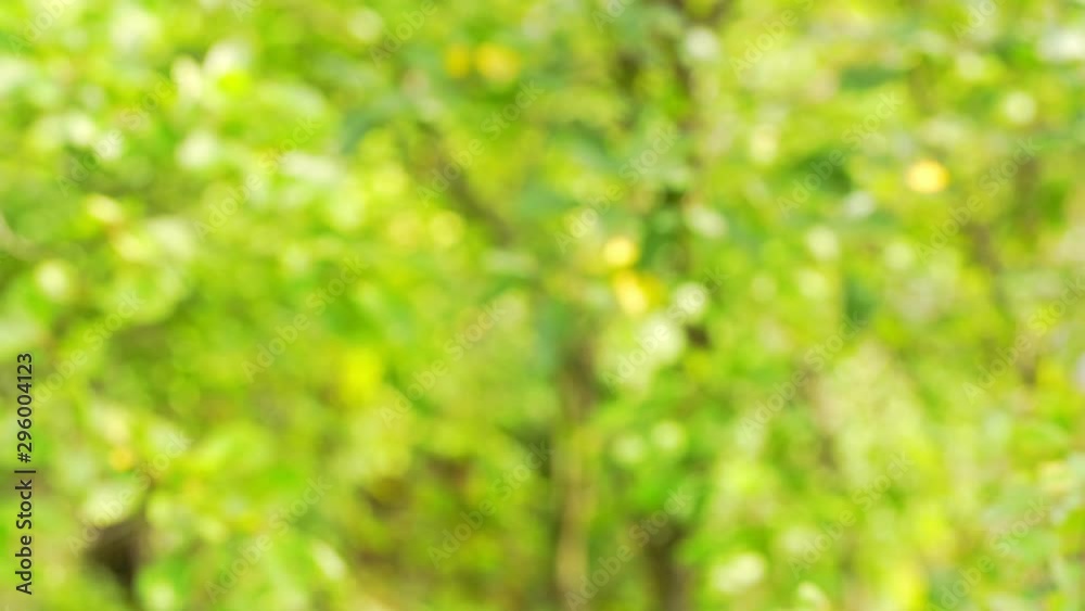 defocused bright light green garden tree leaves under warm summer sunshine creating background defocused bright light green garden tree leaves under warm summer sunshine creating background
