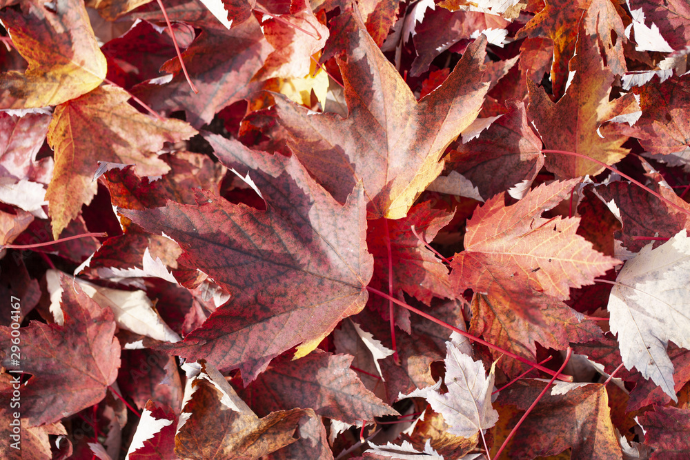 Background image of red maple leaves of autumn Background image of red maple leaves of autumn
