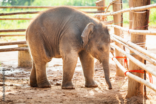 Newly born baby asia elephant Mischievous in Surin Thailand