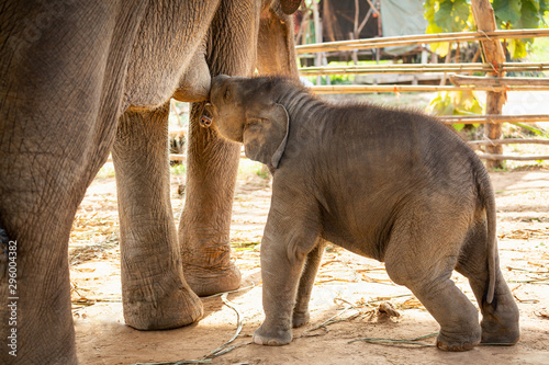 Newly born baby asian elephant  drink milk mother Mischievous in Surin Thailand
