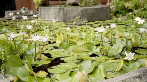 Medium shot of Lillipad pond photo