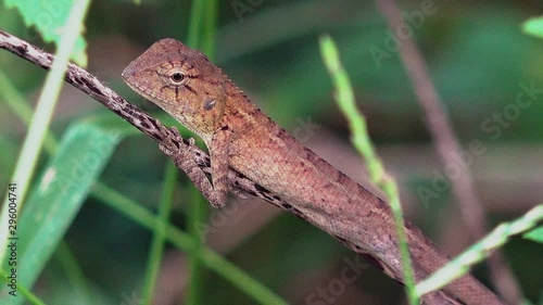 Wallpaper Mural Close Shot of a Lizard Resting on a Stick Torontodigital.ca