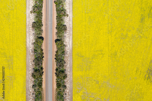 Abstract aerial top down view of a road through canola fields in the rich agricultural region of Western Australia