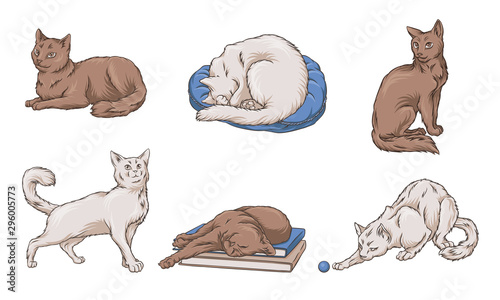 Obraz na plátně Adult white and brown cats. Vector illustration.