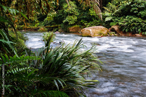 Wild river in Amazon-Andes, Puyo, Ecuador photo