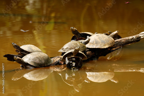 Freshwater turtles in Amazon rainforest near Puyo, Ecuador photo