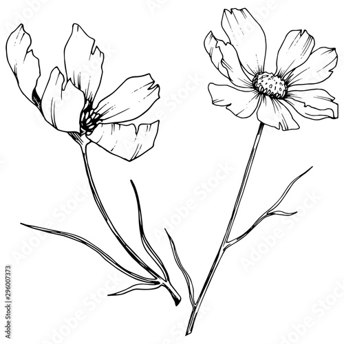 Vector Cosmos floral botanical flowers. Black and white engraved ink art. Isolated cosmea illustration element.