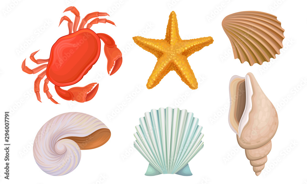 Different Bright Tropical Shells And Corals Vector Illustrations Set Different Bright Tropical Shells And Corals Vector Illustrations Set