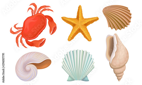 Different Bright Tropical Shells And Corals Vector Illustrations Set