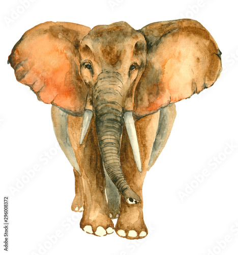 Watercolor hand drawn Elephant