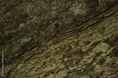 old wood background