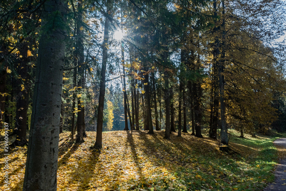 Obraz premium Autumn landscape and landscape in the Park of Pavlovsk, Leningrad region.