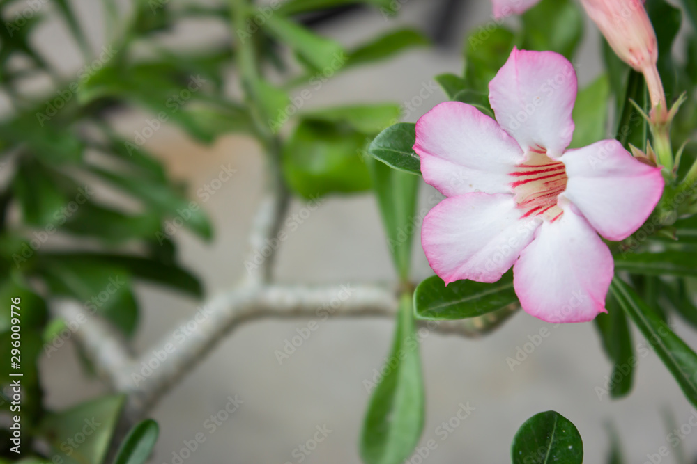 Obraz premium Dream flower