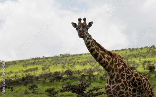 Canvas Print Walking giraffe