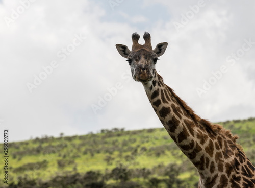 Eating giraffe in savannah
