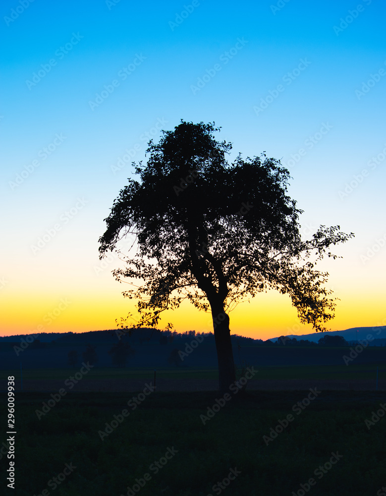 tree silhouette in sunset against clear sky tree silhouette in sunset against clear sky