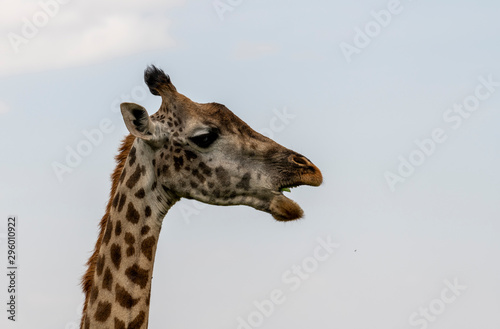 Canvas Print Eating giraffe in savannah