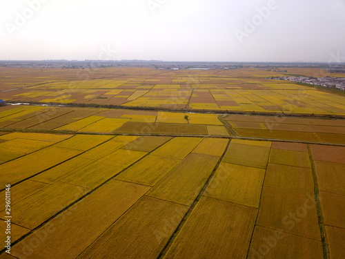 Mature rice in the field of highway and channel photo