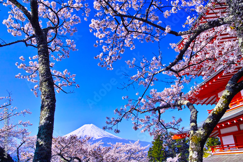 春の桜咲く新倉山浅間公園内の五重塔と富士山