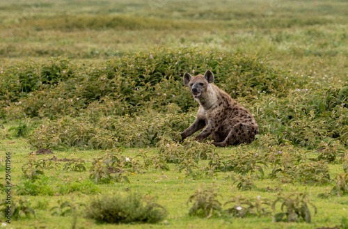 Hyena have a rest