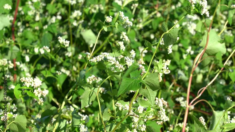 White flowers in autumn buckwheat field White flowers in autumn buckwheat field