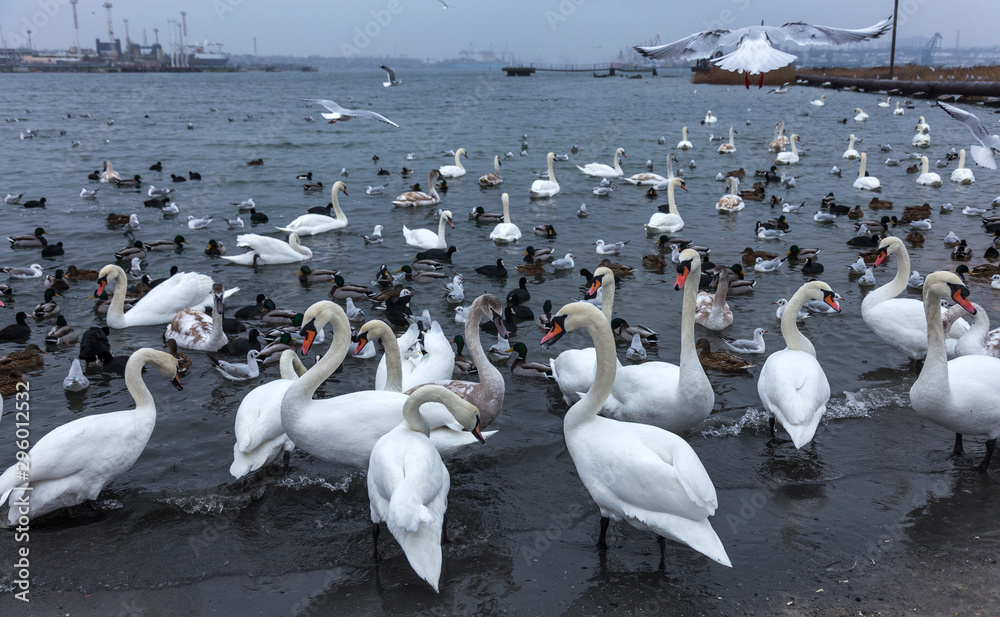 Beautiful swans and wild ducks surrounded by a flock of seagulls swim in the ice-free sea estuary in winter. A place for wintering swans. Swan Lake. Wintering of waterfowl