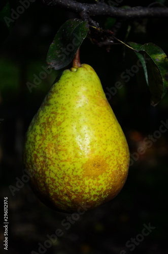 pear tree, yellow fresh fruit pear farm on tree