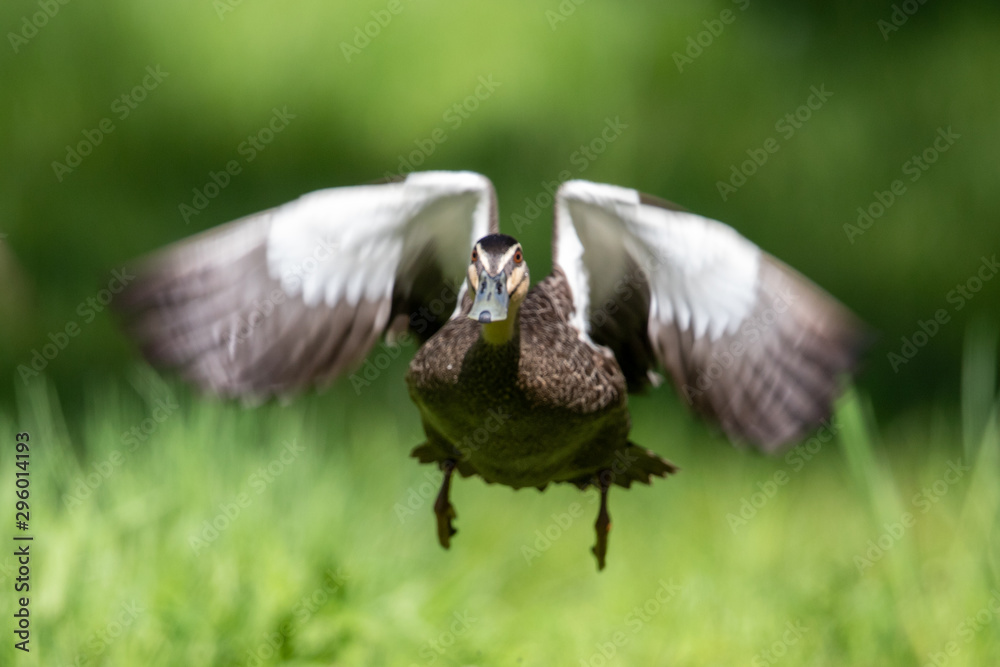 Pacific Black Duck in Australia Pacific Black Duck in Australia