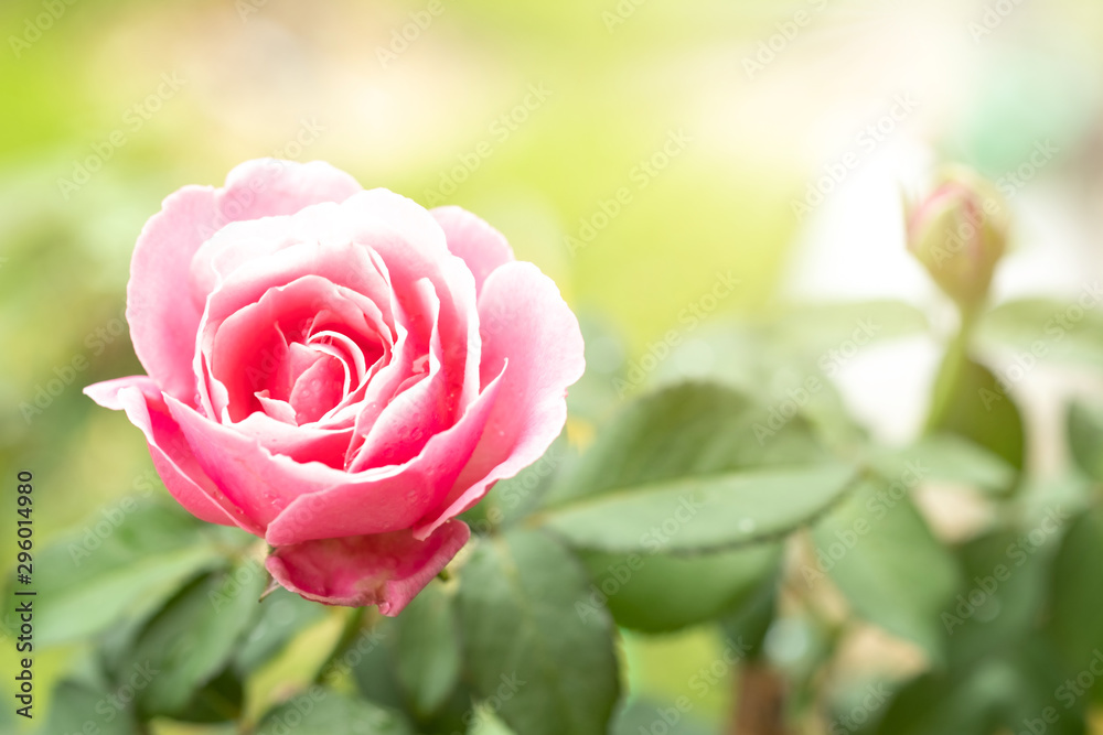 Pink rose in the green garden. For Valentines Day. Pink rose in the green garden. For Valentines Day.