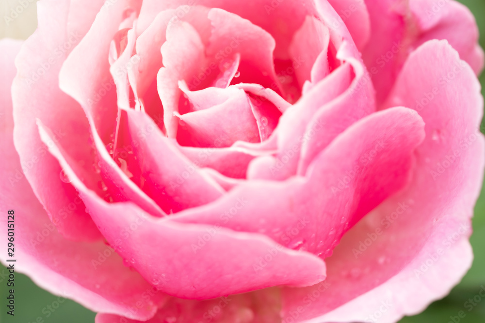 Pink rose in the green garden. For Valentines Day. Pink rose in the green garden. For Valentines Day.