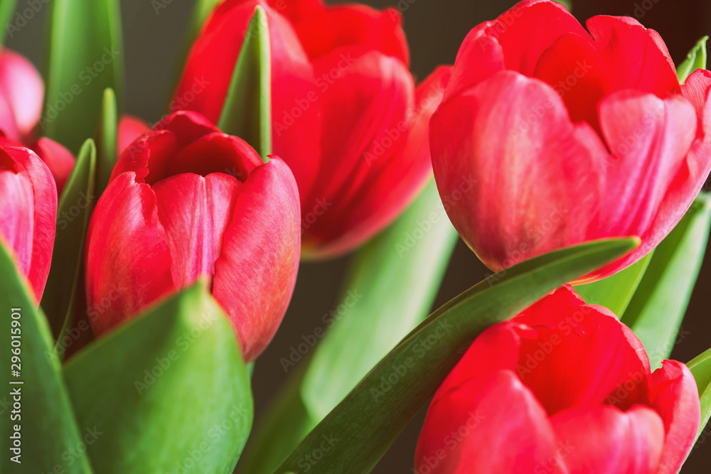 Fototapeta premium Bouquet of beautiful tulips on a sunny day closeup, retro style