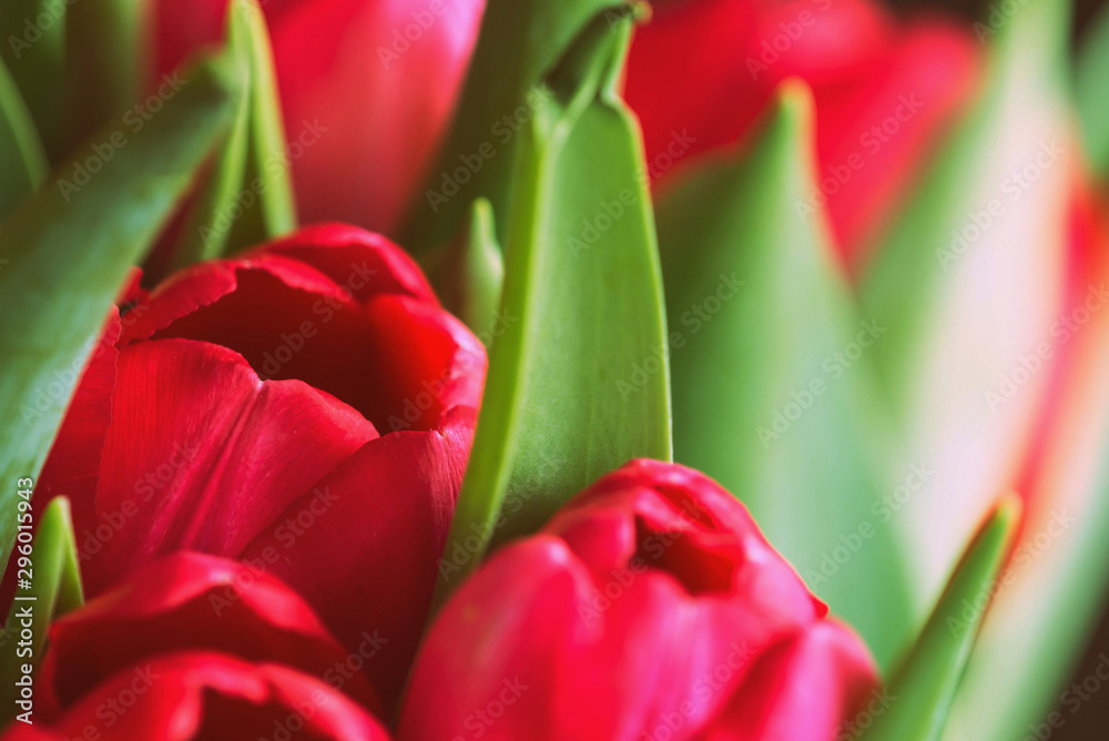 Bouquet of beautiful tulips on a sunny day closeup, retro style Bouquet of beautiful tulips on a sunny day closeup, retro style