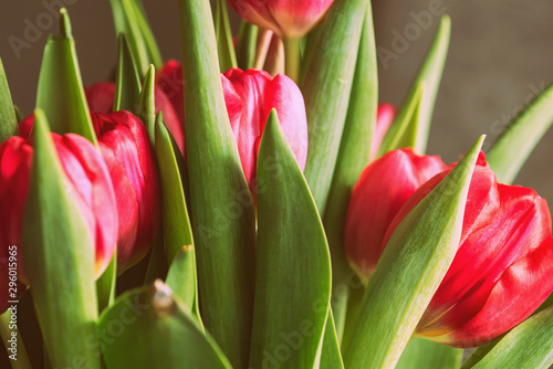 Bouquet of beautiful tulips on a sunny day closeup  retro style
