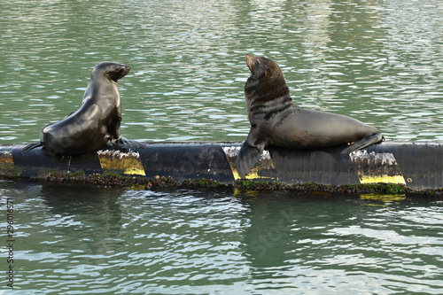 seals in the port at the berth of ships