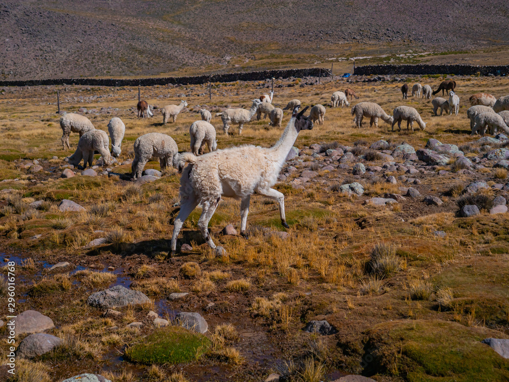 Fototapeta premium Wild Vicugnas and Alpacas grazing in Peruvian Andes. National Reserve of Salinas y Aguada Blanca. of Arequipa Region, Peru